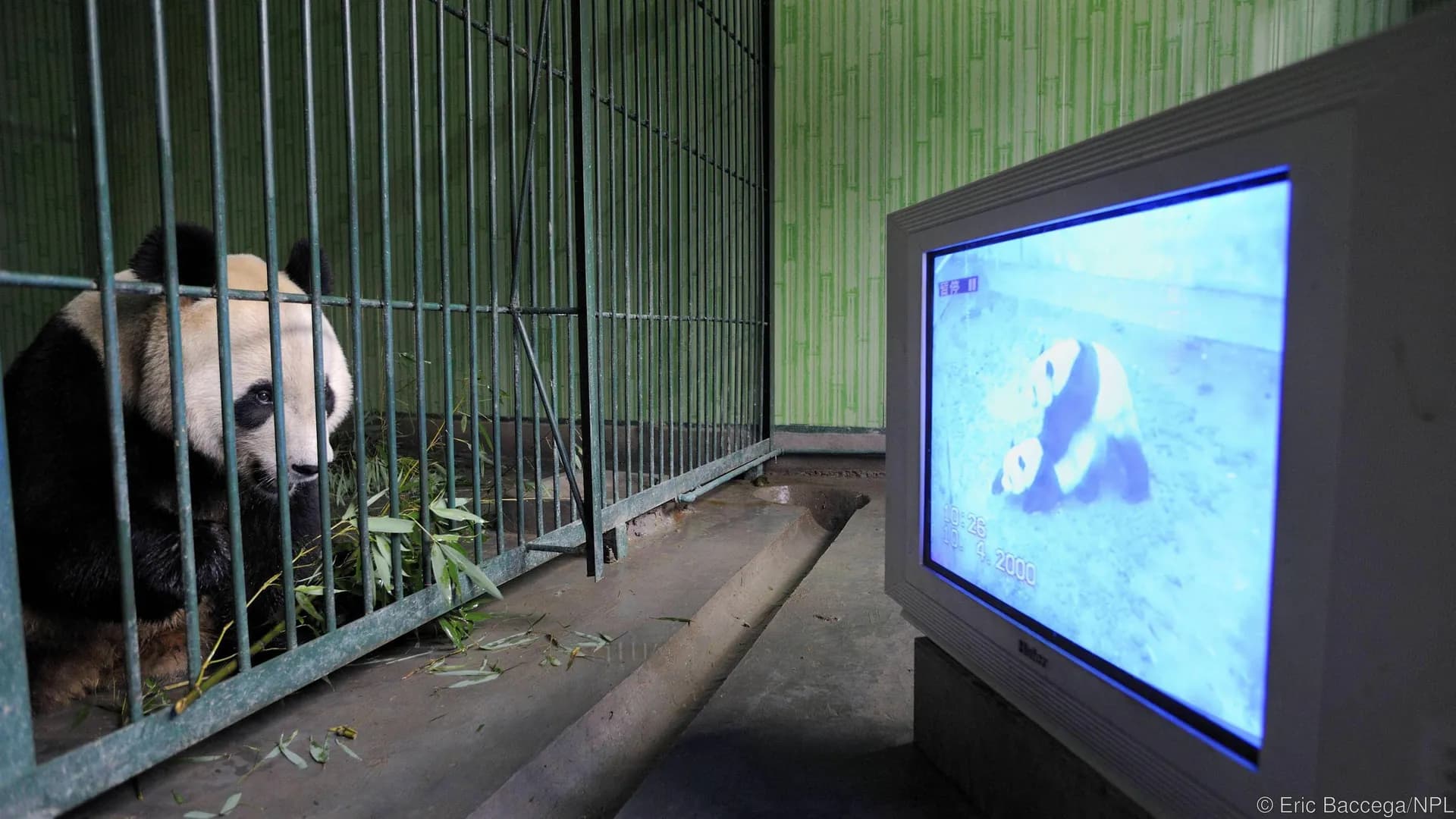 In the 2000s, researchers at China’s Chengdu Panda Base legitimately showed giant pandas "panda porn" on CRT TVs to teach them how to mate.