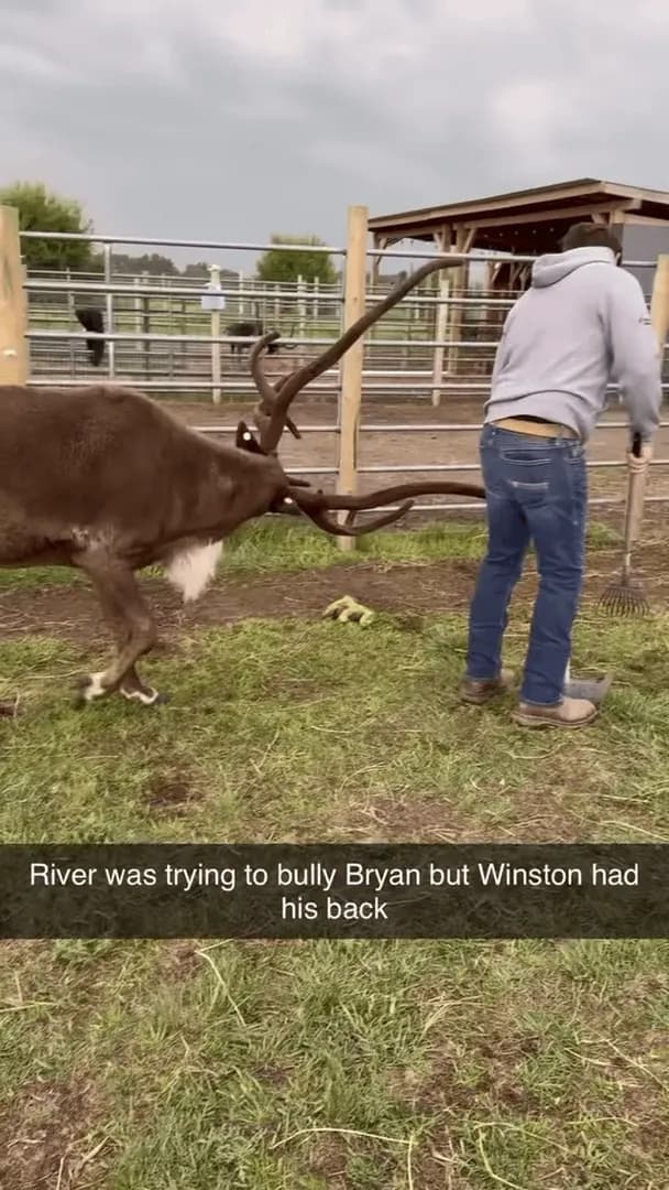 Reindeer listens to man asking it to stop another reindeer from bugging him