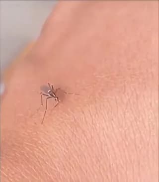 A Mosquito used in a scientific experiment, can't bite anymore