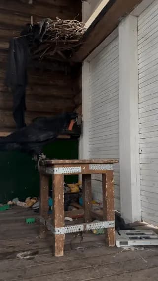 Raven figures out how to operate a gravity drop-hammer to crack open walnuts.