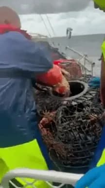 Fishermen caught a giant crab.
