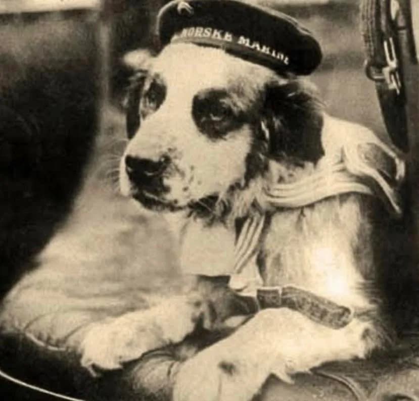 Bamse was a WWII larger-than-life character who rescued sailors, broke up fights and knew when his crew had spent too long at the pub. And was also a very good dog.