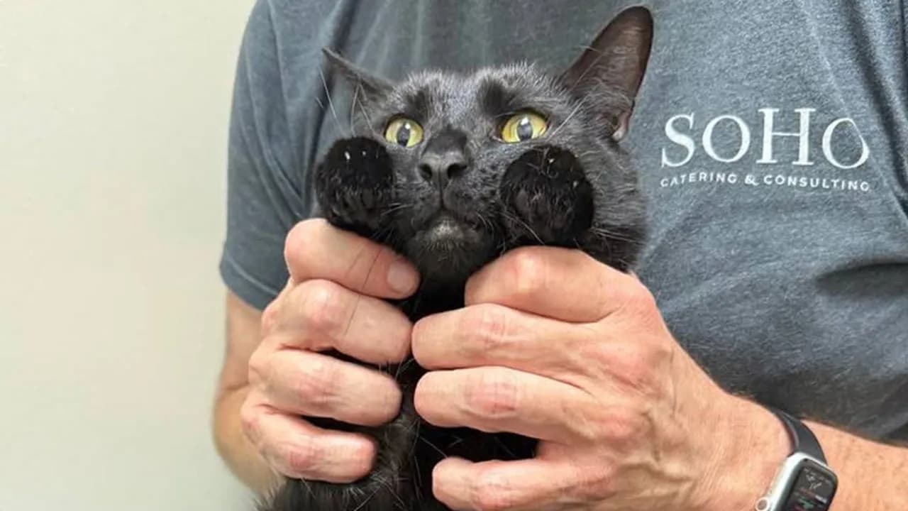 This Vet Clinic Shared 45 Photos Of Cats Having The Funniest Reactions During Appointments