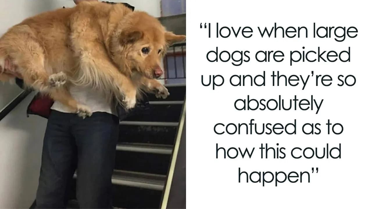 This Page Shared 76 Dog Memes Which Capture All The Cuteness And Chaos Of Having A Dog