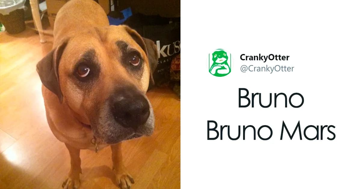 People Share Funny Names They Have Their Pets Instead Of Their Original Ones