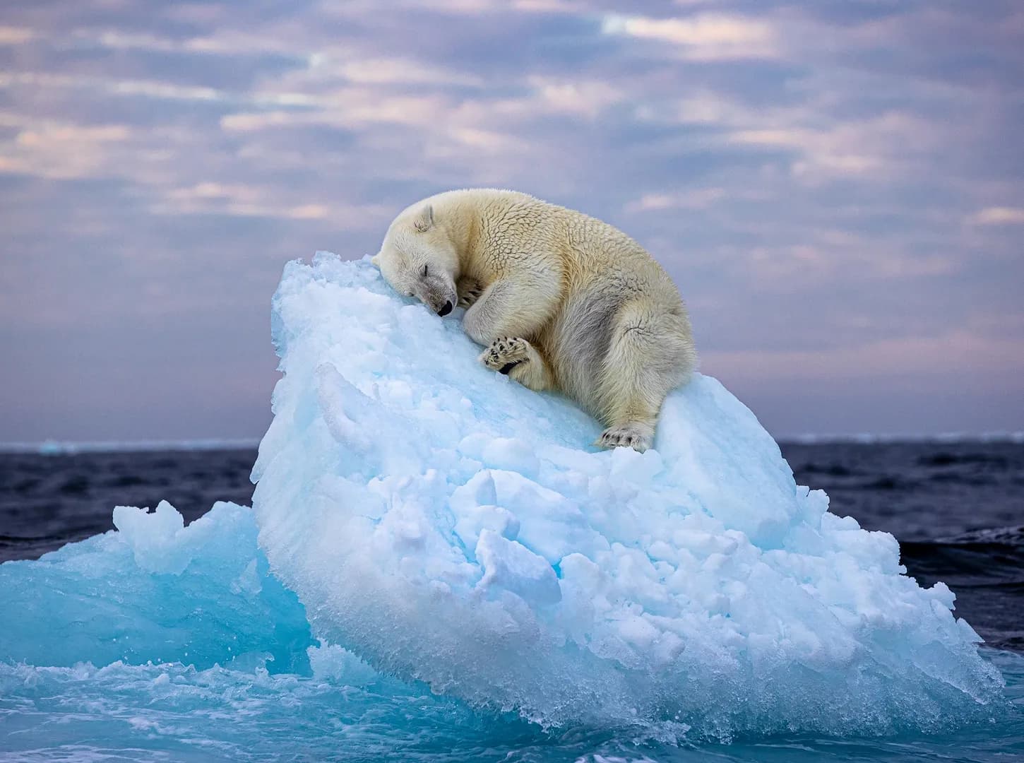 Young Polar Bear Drifting to Sleep on a Small Iceberg