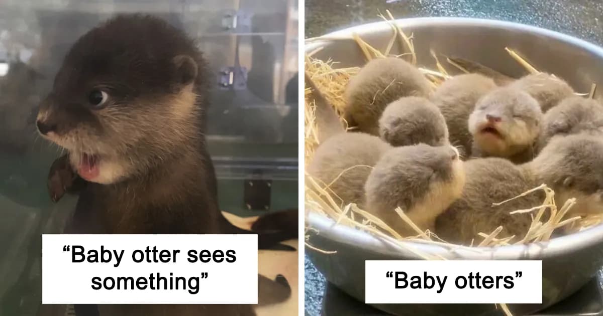Otters Are One Of The Cutest Animals, And These 40 Pictures Prove It