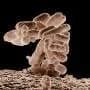 Learning without a brain—how bacteria store memories and remember the past like artificial neural networks