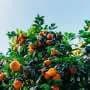 'CRISPR-Combo' system speeds regeneration of hard-to-breed perennial crops