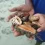 Global study reveals hidden nutritional value of shellfish and other aquatic invertebrates