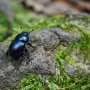 How sex with multiple mates can help save species from extinction