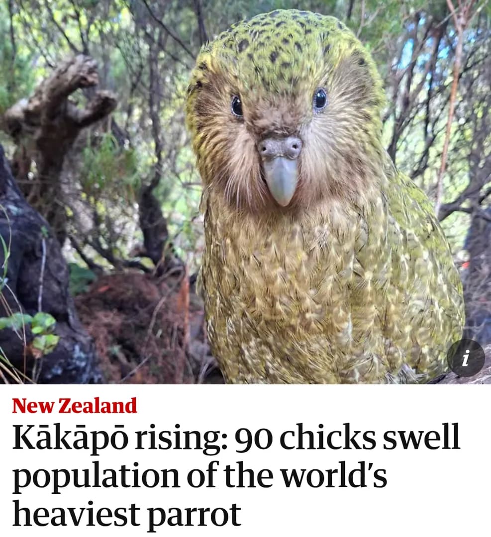 New Zealand's kākāpō, the world's only flightless parrot, had its biggest breeding season on record, with 90 new chicks pushing the population from 235 to 325.