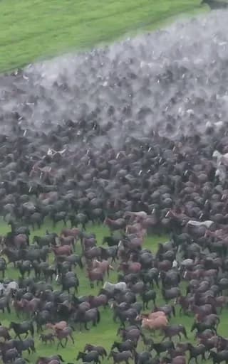 The free-roaming horses of the Hulunbuir Grassland, Inner Mongolia