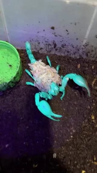 Scorpions absorb invisible UV light and re-emit it as visible neon blue. Fun fact: notice how the babies on her back don't glow yet, That's because their outer shells haven't hardened yet