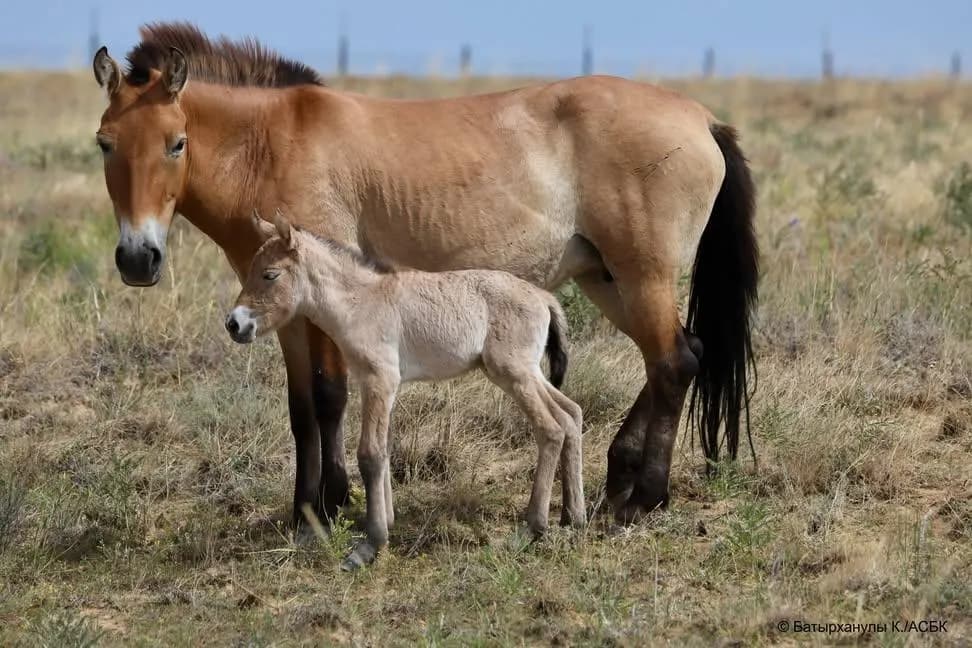 For the first time in 200 years, a foal of the Przewalski's horse, the world's last truly wild horse, was born on the steppes of Central Kazakhstan!