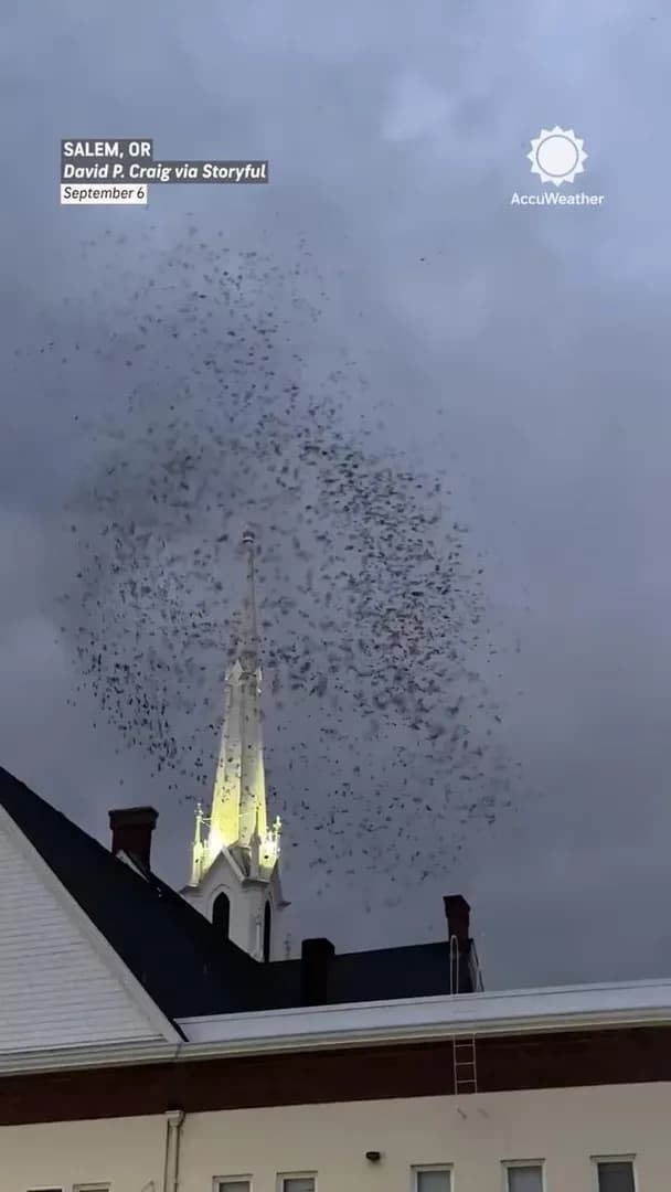 -“Thousands of birds swirling around a church steeple created a scene straight out of a Halloween movie in Salem, Oregon.”
