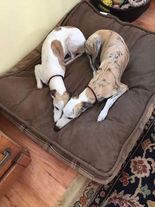 Meant to be together