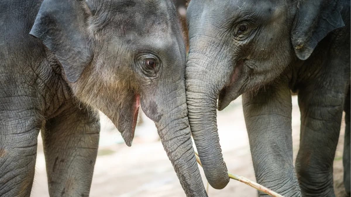 Elephants Just Passed a Classic Psychology Test – With More Restraint Than Many Humans