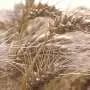 10,000 years of wheat and barley selection reveal shared climate-adaptation genes