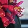 Bite, buzz, release: How bees make flowers give up their pollen