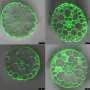 Shapeshifting plant roots rely on a balance of anatomy, metabolism, and microbes to maximize survival