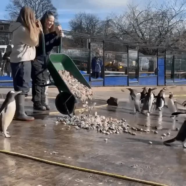 Kids in the hospital paint little stones for penguins to gift their mates