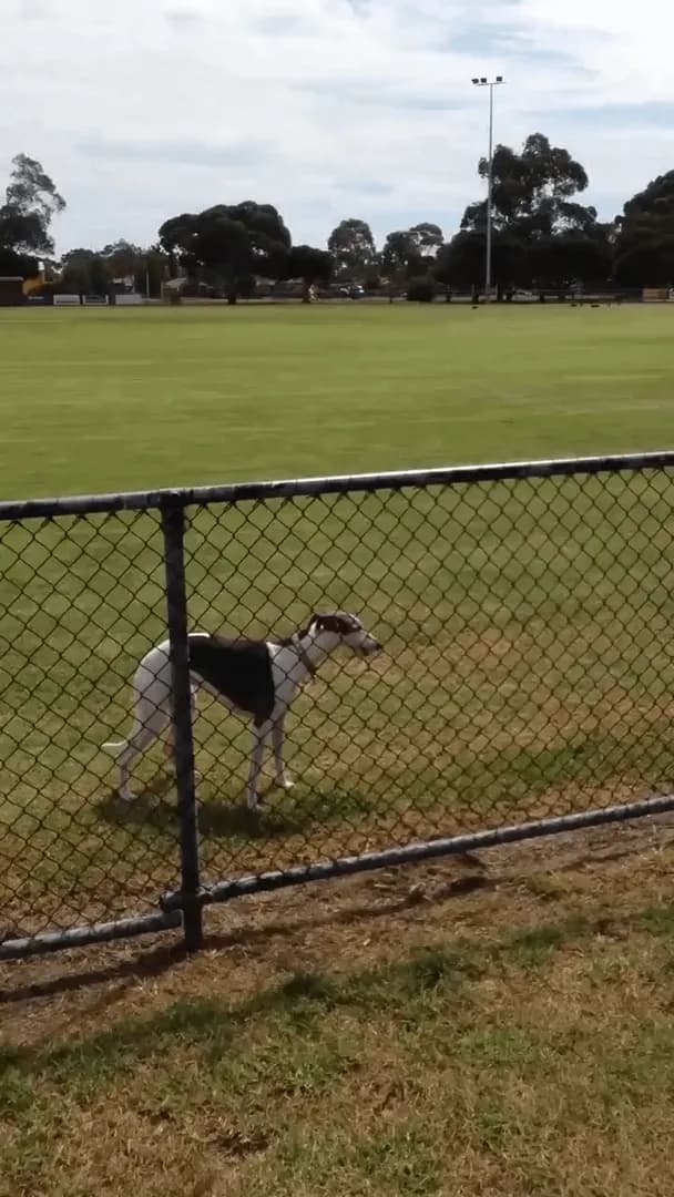 The dog jumps over the fence.