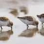 Sea-level rise could squeeze shorebirds out of critical coastal habitat, researchers find