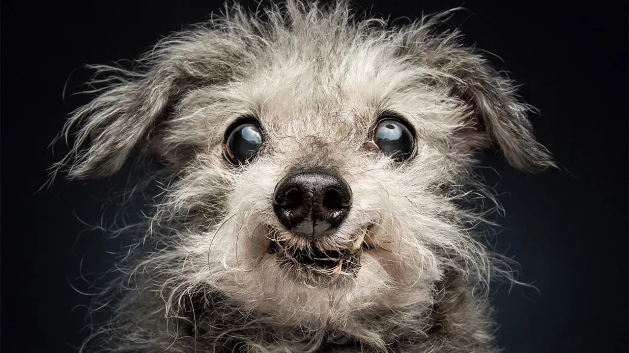 41 Touching Photos Of Senior Dogs Celebrating Love And Loyalty, Taken By Christian Vieler (New Pics)