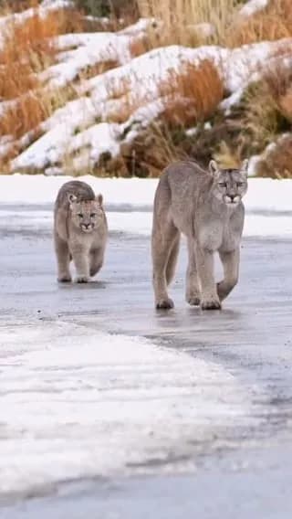 Walking together on a frozen road