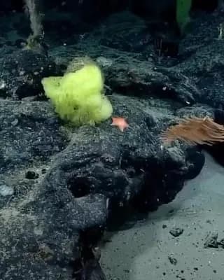 Scientists may have found the real life SpongeBob and Patrick nearly 6,200 feet below the Atlantic. A NOAA expedition captured a yellow sponge and pink sea star sitting side by side, and marine biolog