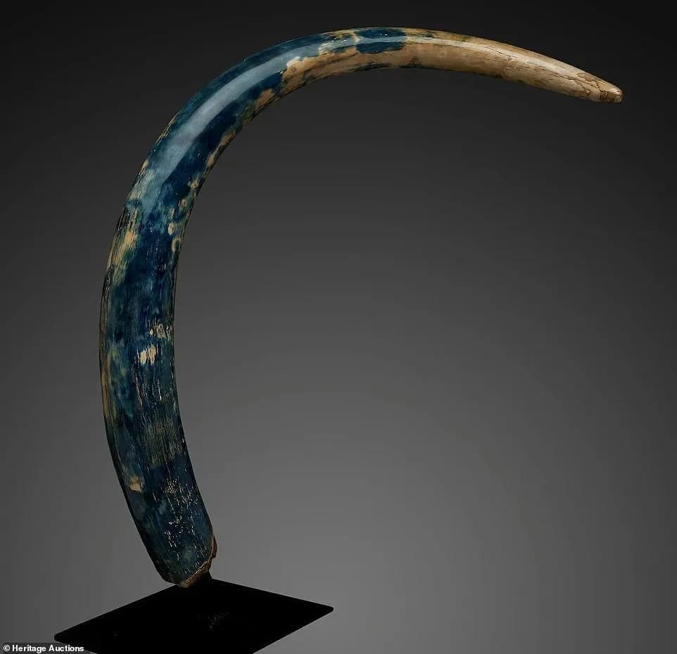 A 30,000 Year old Rare Blue Mammoth tusk Discovered In Alaska.