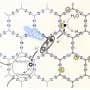 A 1,000-fold longer charge lifetime helps organic catalyst produce solar hydrogen faster