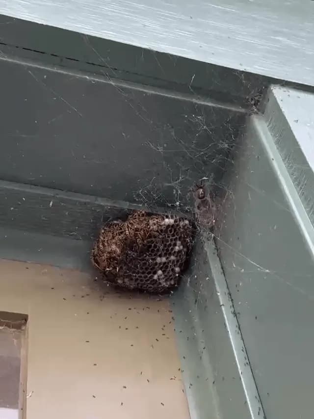 a spider built web around a wasp nest trapping them in,and the ants are eating the larvae, stockpilin for winter