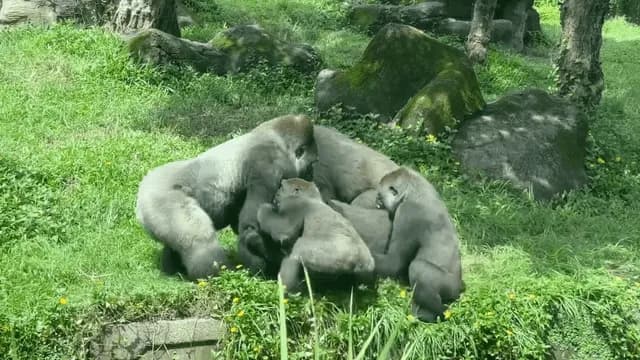 Silverback's entire family gets mad at him, so he's forced to fight them all at once