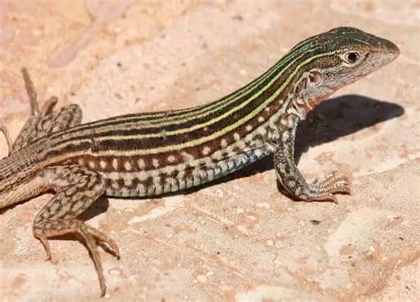 The desert grassland whiptail lizard (Aspidoscelis uniparens) is an all-female species that reproduces exclusively through parthenogenesis, i.e. the embryo develops from an unfertilized egg cell