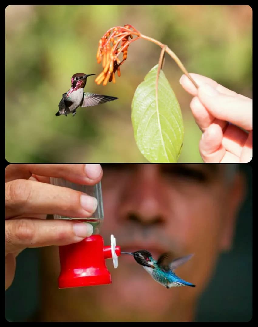The Bee Hummingbird: this is the world's smallest warm-blooded animal, with males measuring just 5.5cm long (including the tail and beak) and weighing less than 2 grams; this species also has the high