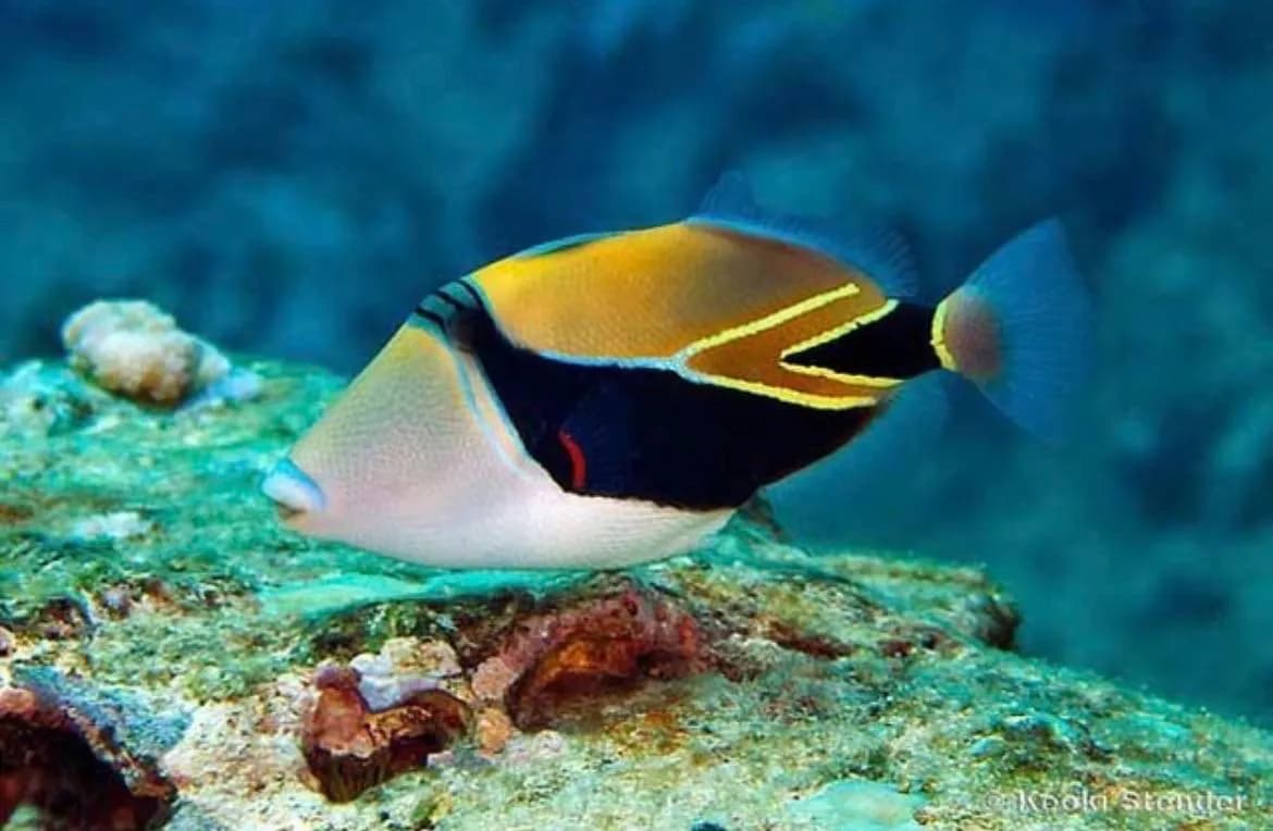 This is the fish with the longest name: the Humuhumunukunukuāpua'a (pronounced Hoo-moo-hoo-moo-noo-koo-noo-koo-ah-poo-ah-ah)