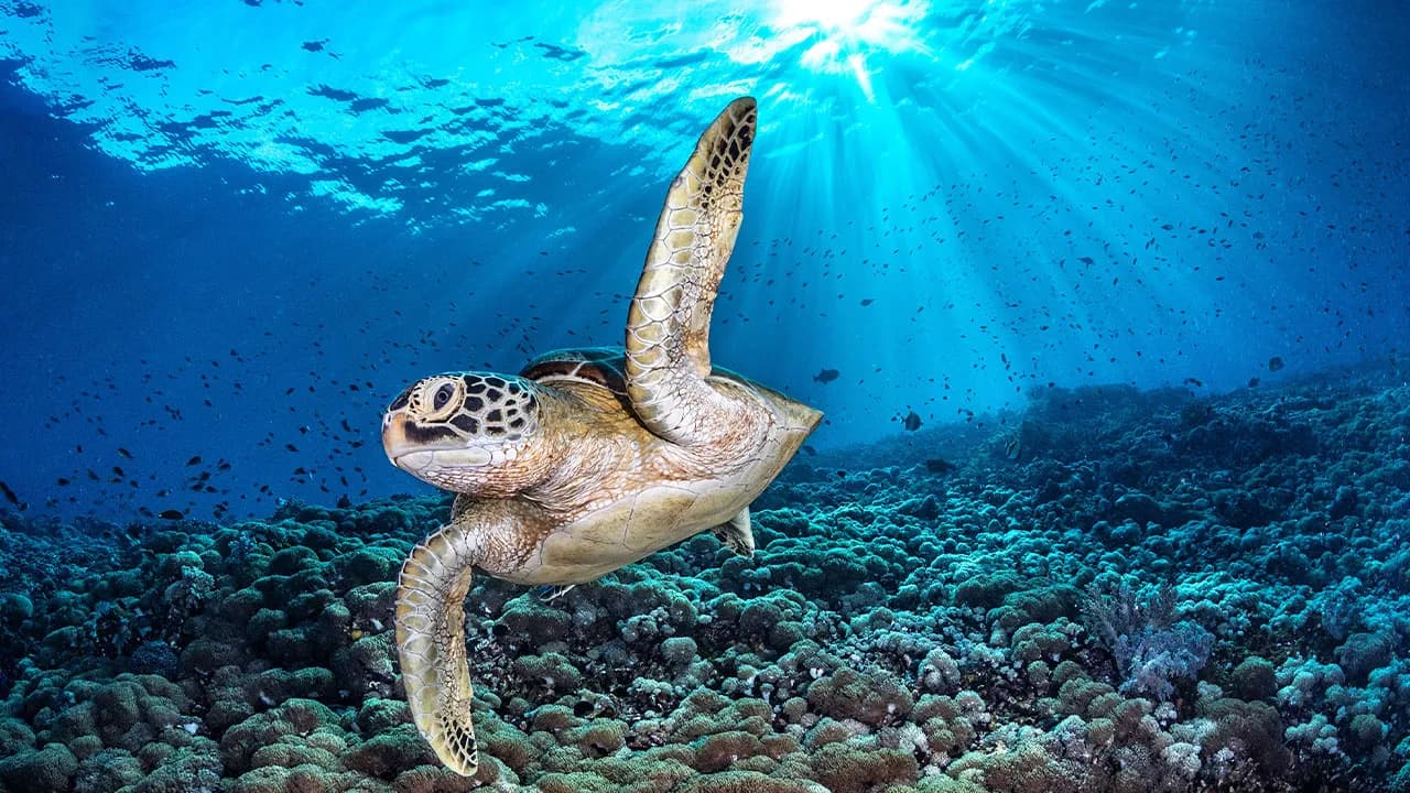94 Stunning Images From The 2026 Ocean Photographer Of The Year Awards