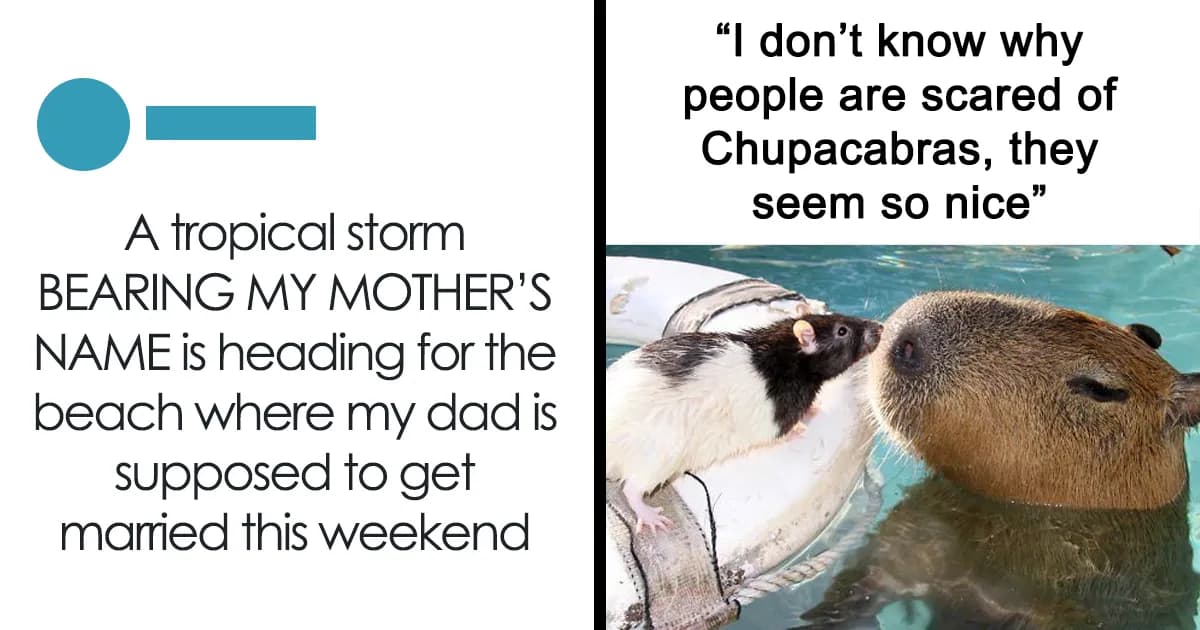 Browsing Material: Whimsical Memes For Downtime