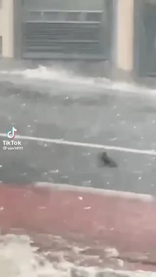 Thank you bird bro! That size hail can be a killer.