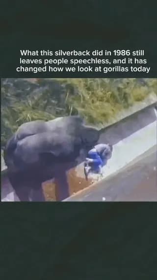 The Gentle Giant Who Captured the World In 1986, a remarkable moment at Durrell Wildlife Conservation Trust showed the world a side of gorillas many people had never seen.