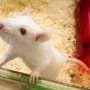 Every animal, even the smallest rodent, deserves safe anesthesia, say researchers