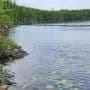 Common wastewater pollutant turns male minnows into poorer parents and fiercer rivals
