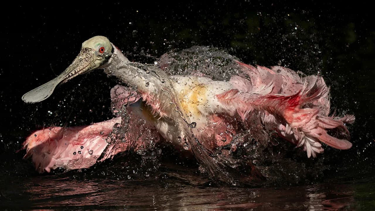 The 2025 & 2026 Audubon Photography Awards Highlighted These 54 Incredible Bird Shots
