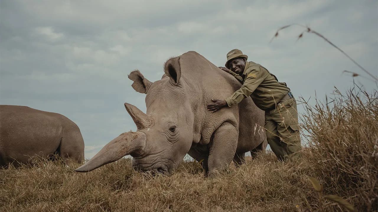 Photographer Captured The Last 2 Northern White Rhinos And The People Who Protect Them (18 Pics)