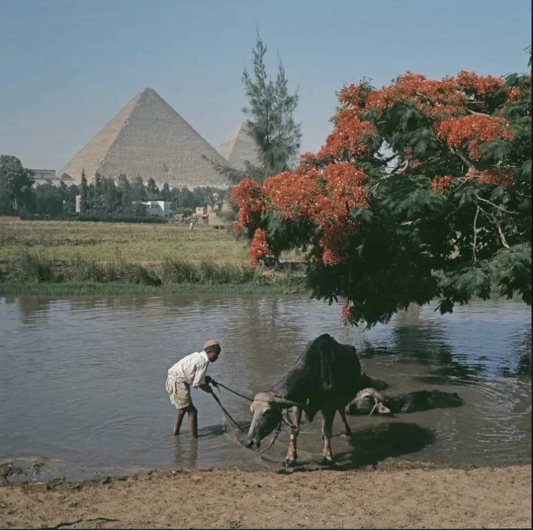Pyramids of Giza, photographed in 1962.