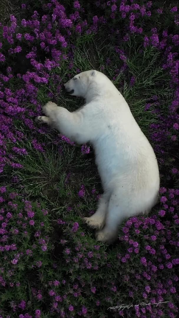 The wildlife photographer Martin Gregus Jr. documented, during an expedition to the Canadian Arctic, images of polar bears resting in fields of wildflowers such as fireweed in Hudson Bay