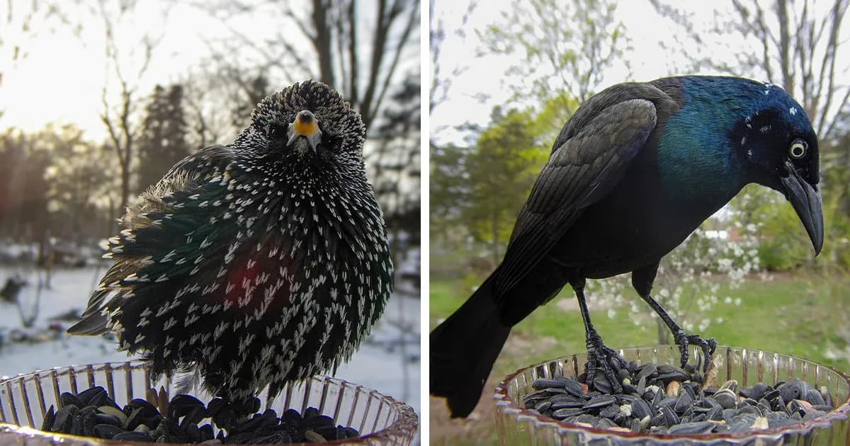 Backyard Bird Cam: 35 Photos Of Unexpected Feathered Visitors