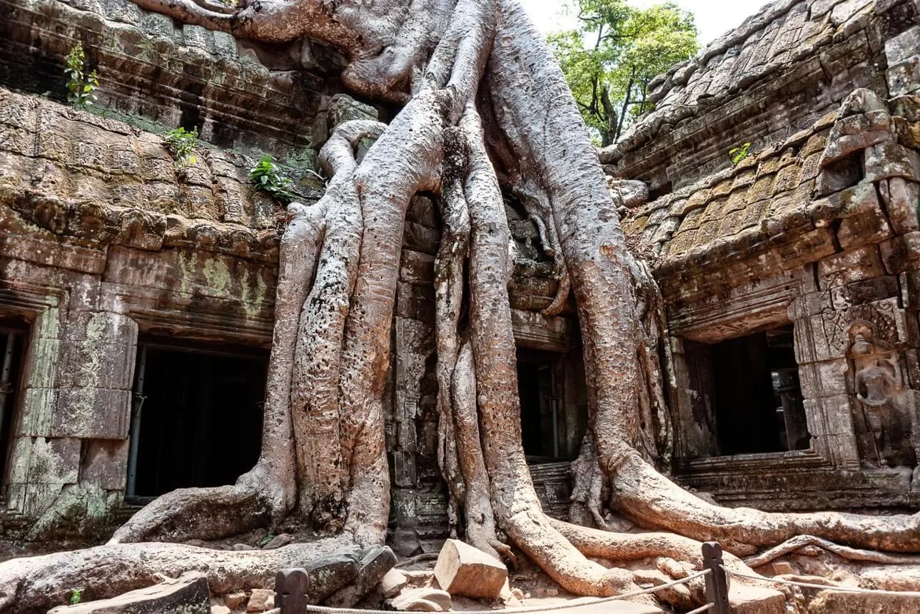 This 900-year-old temple in Cambodia is slowly being swallowed by enormous tree roots